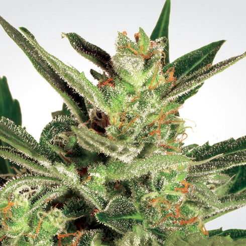 Paradise Seeds - Automaria II